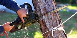 Best Tree Trimming and Pruning  in Kearny, NJ